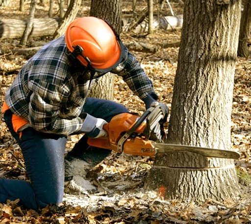 Tree Removal in Hume, VA